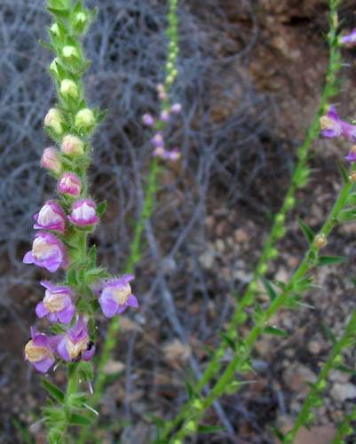 Antirrhinum multiflorum